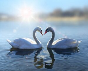 Swans forming a heart.